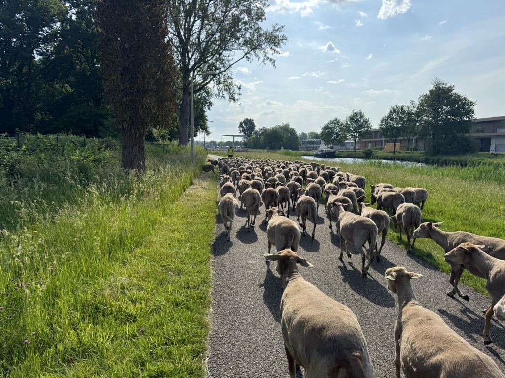 From my six months in the Netherlands