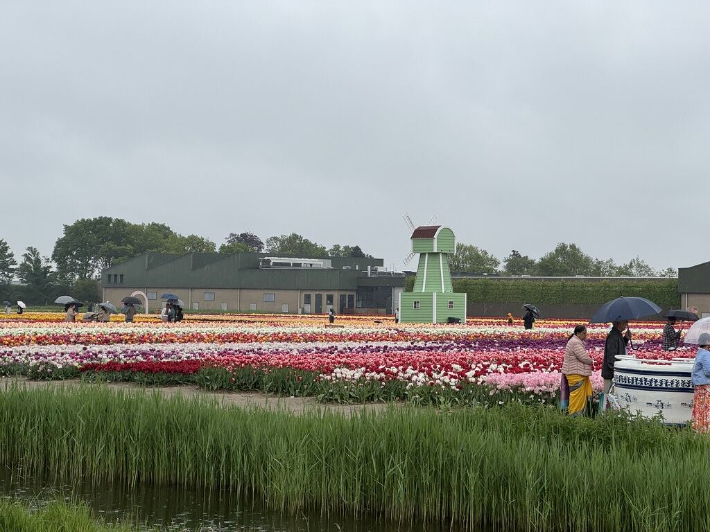 From my six months in the Netherlands